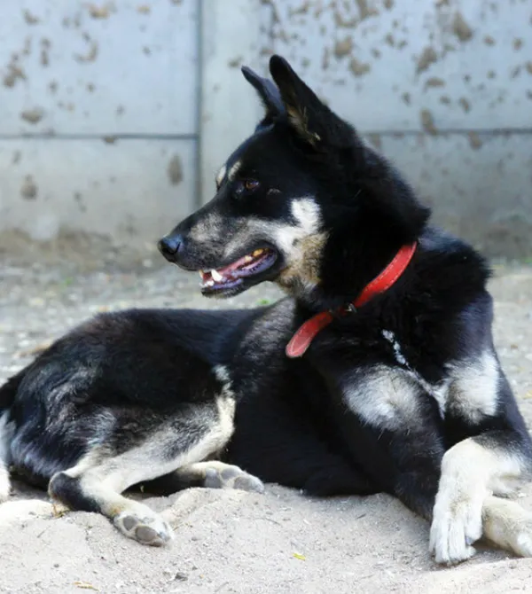 Pies do adopcji, Konin, 2 czerwca 2018 (2/5)