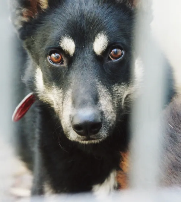 Pies do adopcji, Konin, 2 czerwca 2018 (3/5)