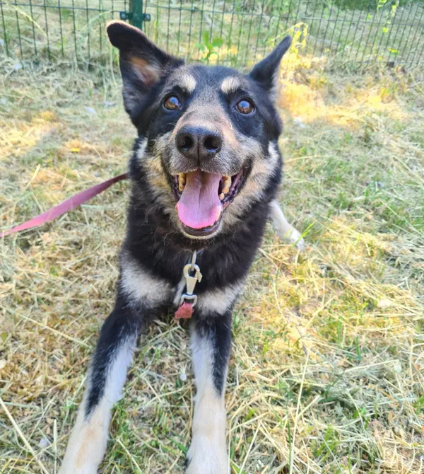 Pies do adopcji, Konin, 2 czerwca 2018 (4/5)