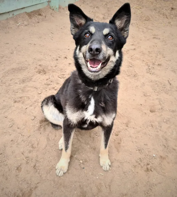 Pies do adopcji, Konin, 2 czerwca 2018 (5/5)