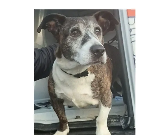 Znaleziono psa, Wrocław, 25 października 2025