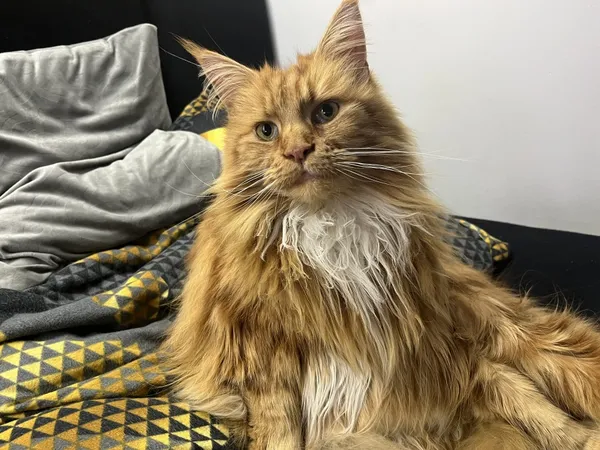 Zaginął kot, Łódź, 28 października 2025