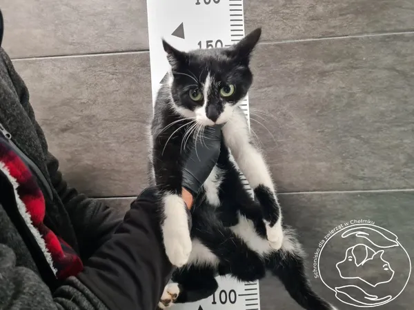 Znaleziono kota, Chełmek, 28 października 2025