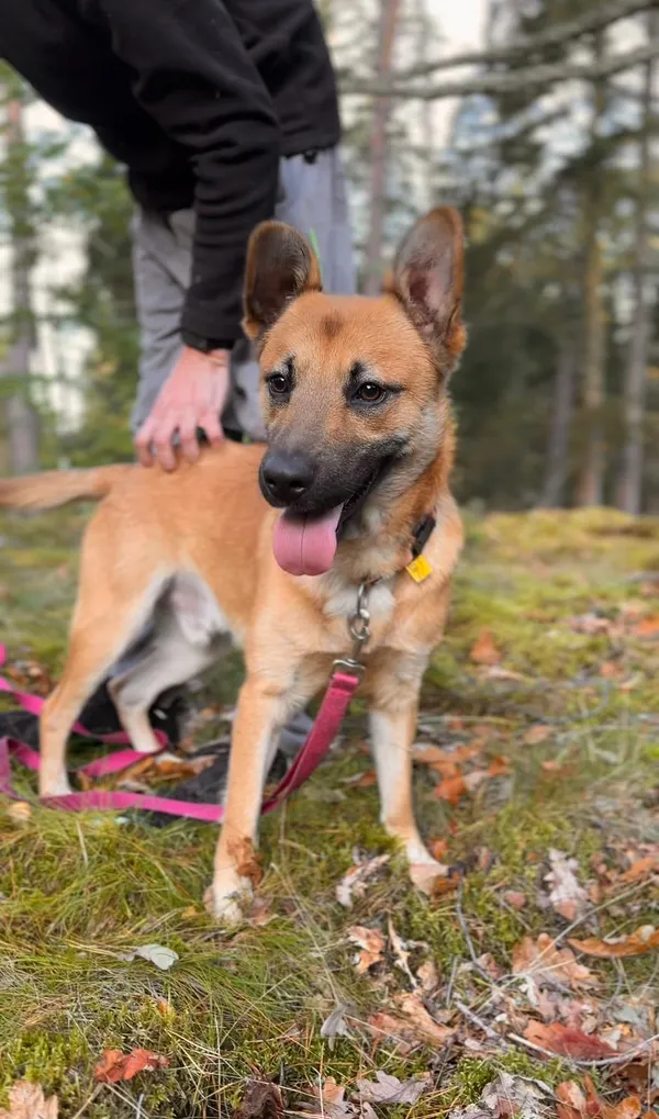 Pies do adopcji, Sosnowice, 8 września 2025 (1/4)