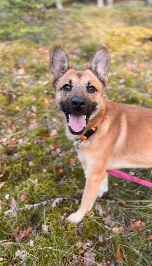 Pies do adopcji, Sosnowice, 8 września 2025 (3/4)