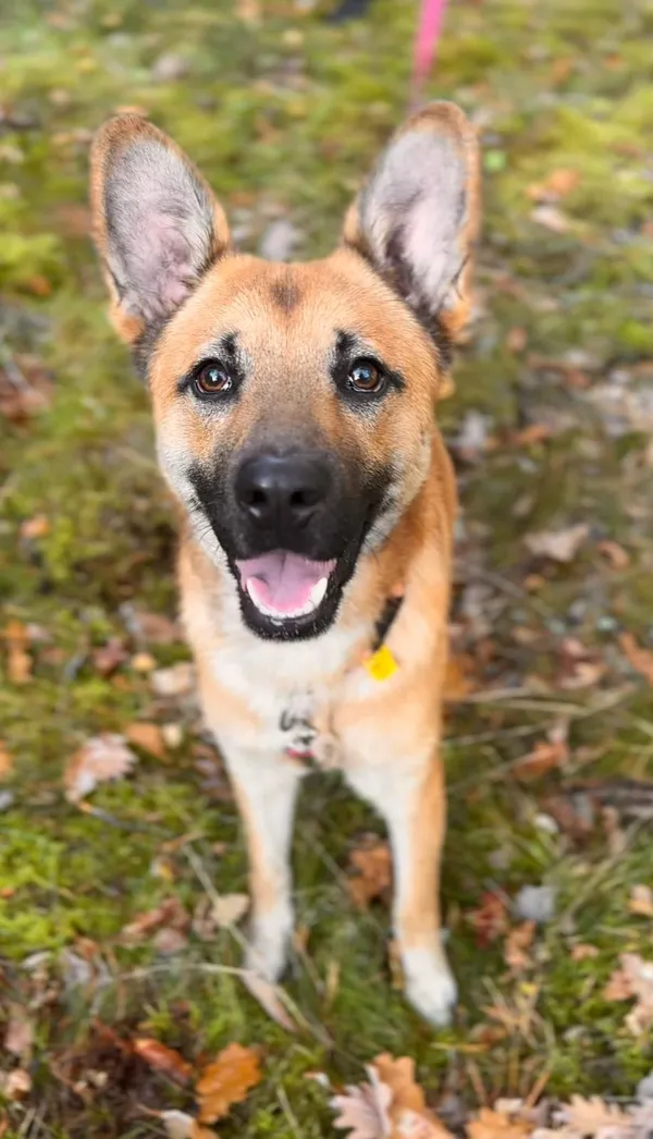 Pies do adopcji, Sosnowice, 8 września 2025 (4/4)