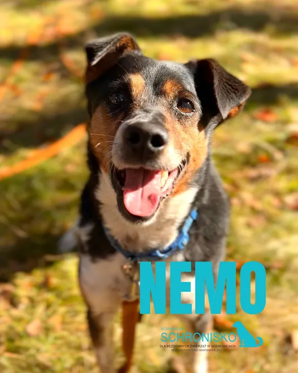 Pies do adopcji, Sosnowice, 26 września 2025 (1/5)