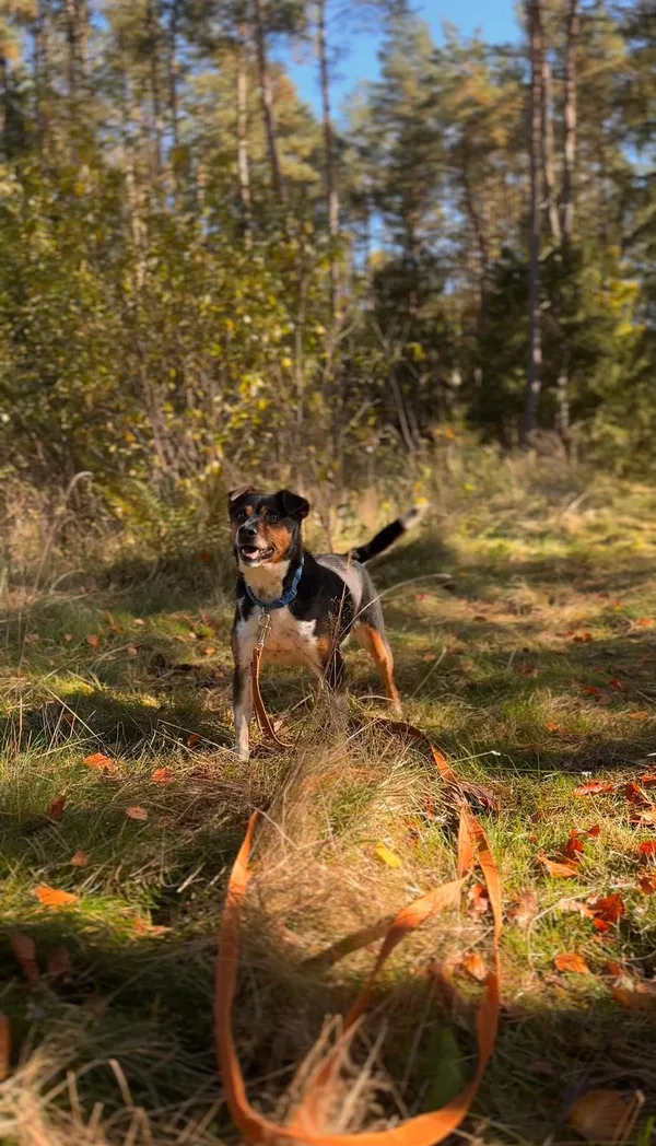 Pies do adopcji, Sosnowice, 26 września 2025 (4/5)