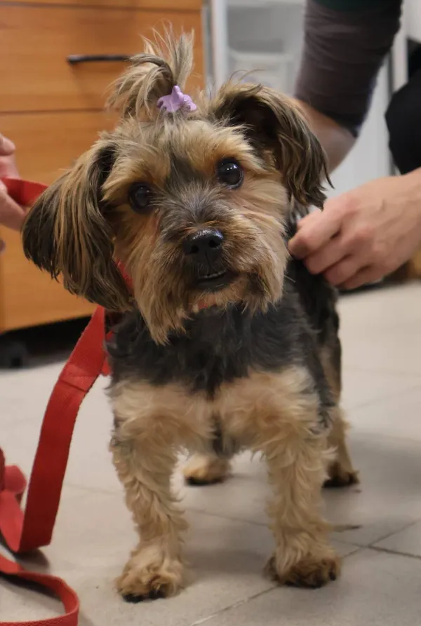 Znaleziono psa, Łódź, 28 października 2025 (2/3)