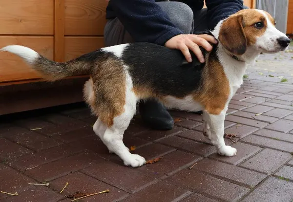 Znaleziono psa, Łódź, 27 października 2025 (1/2)