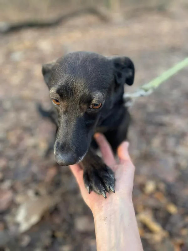 Pies do adopcji, Zgierz, 28 października 2025 (1/5)