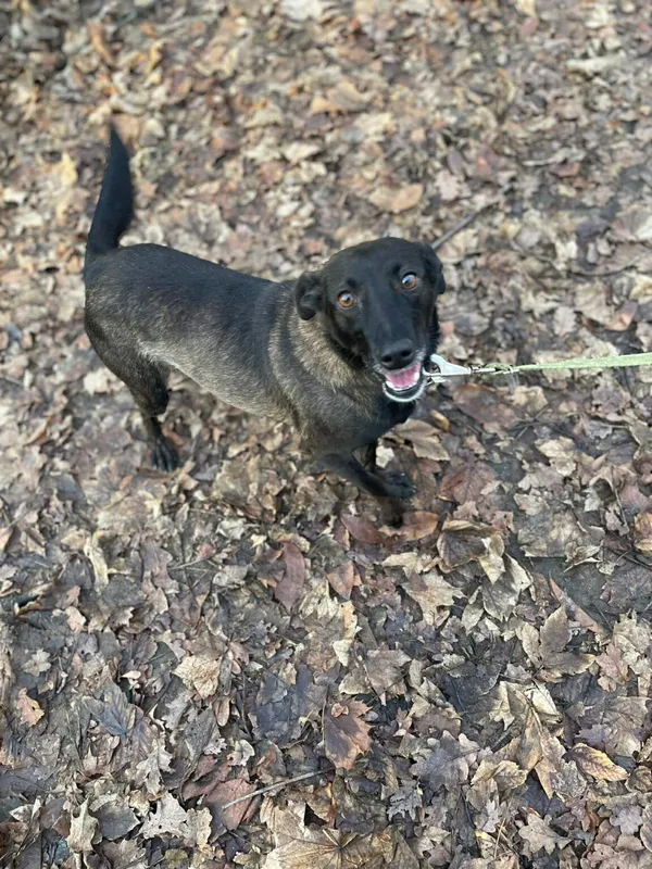 Pies do adopcji, Zgierz, 28 października 2025 (5/5)