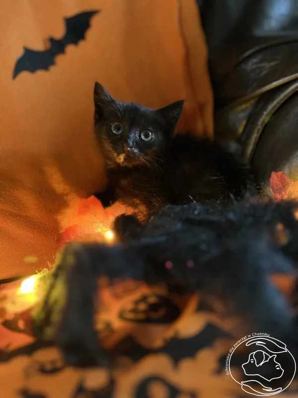 Kot do adopcji, Chełmek, 8 października 2025