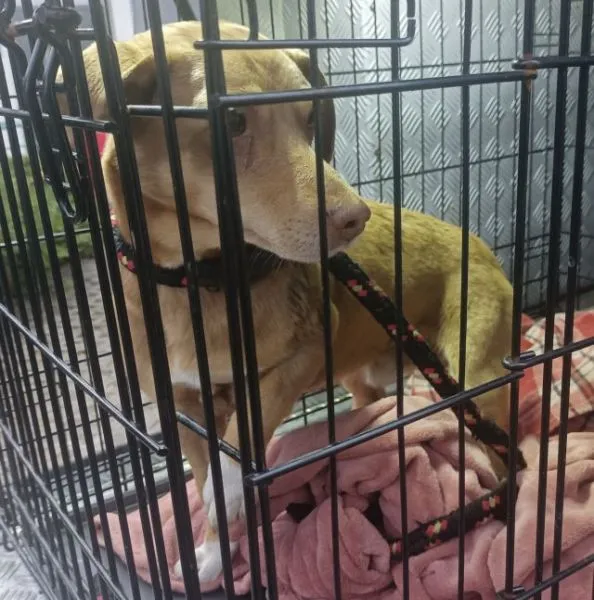 Znaleziono psa, Radom, 28 października 2025