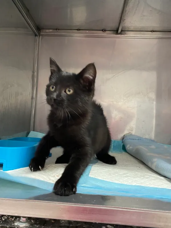 Kot do adopcji, Czartki, 29 października 2025 (1/3)