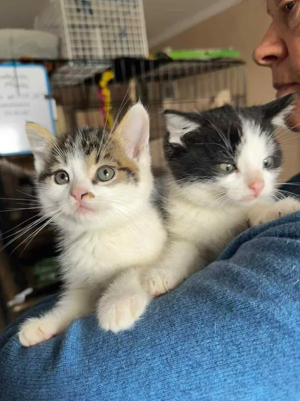 Kot do adopcji, Głowno, 29 października 2025 (1/5)