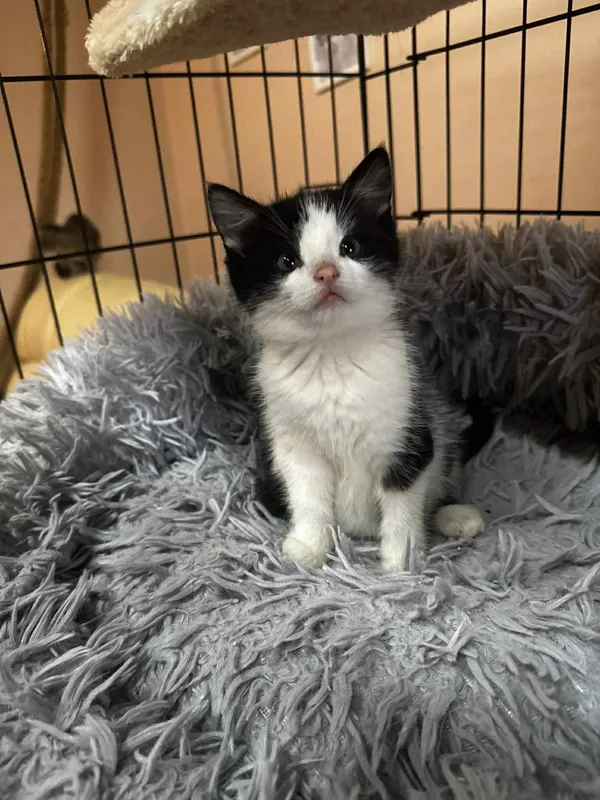 Kot do adopcji, Głowno, 29 października 2025 (2/5)