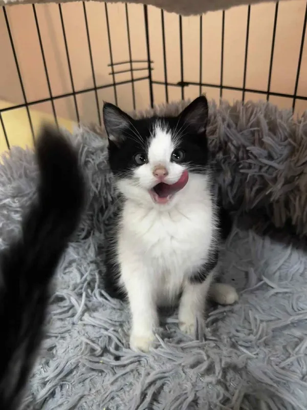 Kot do adopcji, Głowno, 29 października 2025 (3/5)