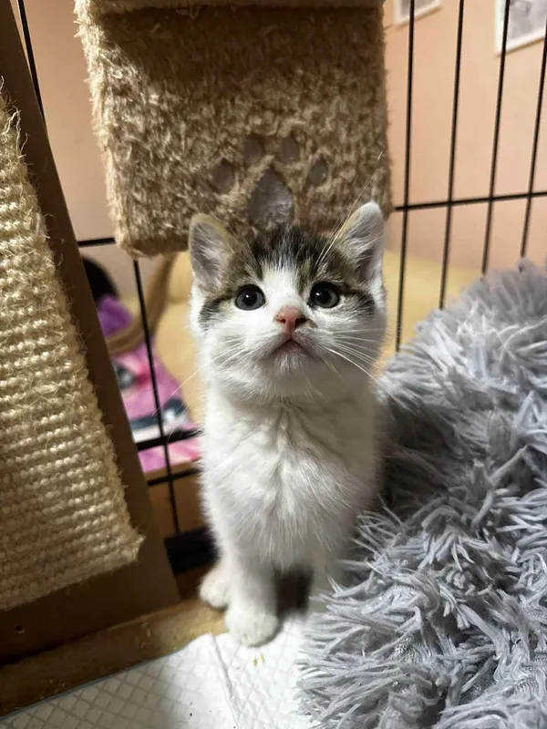 Kot do adopcji, Głowno, 29 października 2025 (4/5)