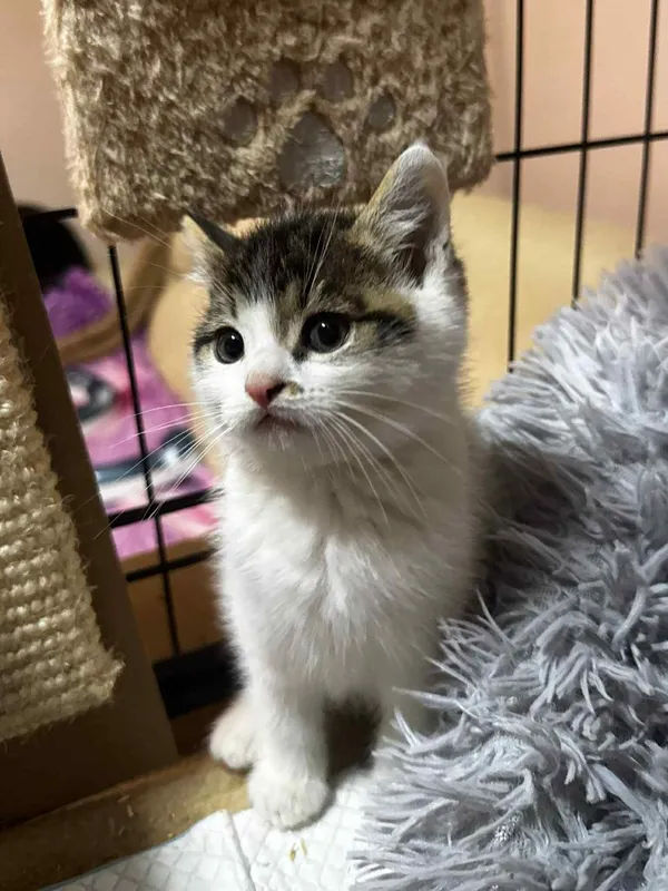 Kot do adopcji, Głowno, 29 października 2025 (5/5)