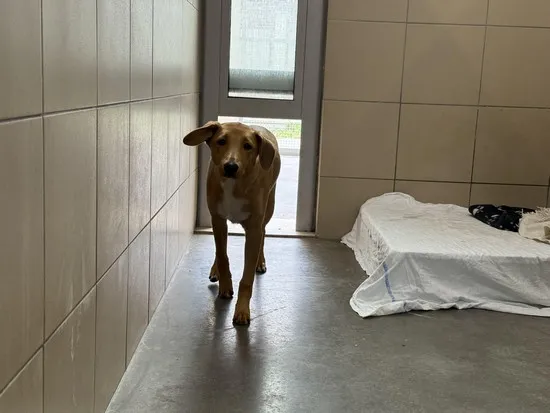 Pies do adopcji, Kraków, 14 października 2025