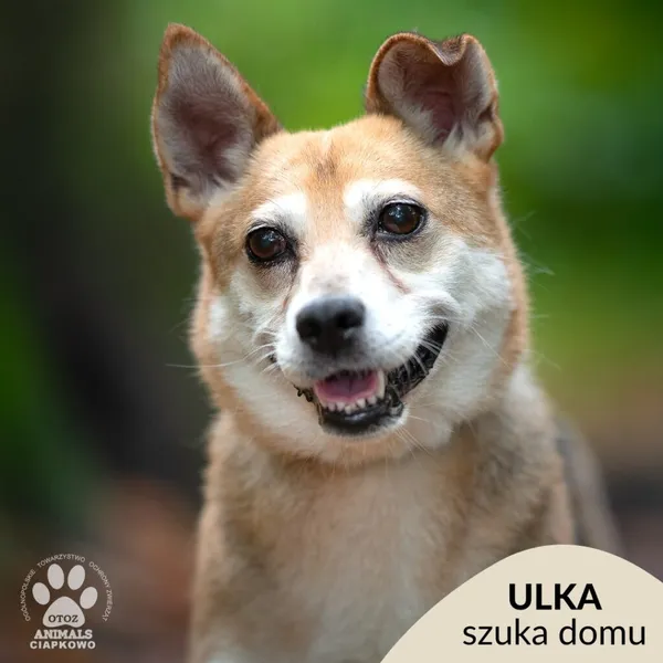 Pies do adopcji, Gdynia, 29 października 2025 (1/4)