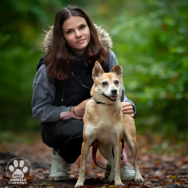 Pies do adopcji, Gdynia, 29 października 2025 (2/4)