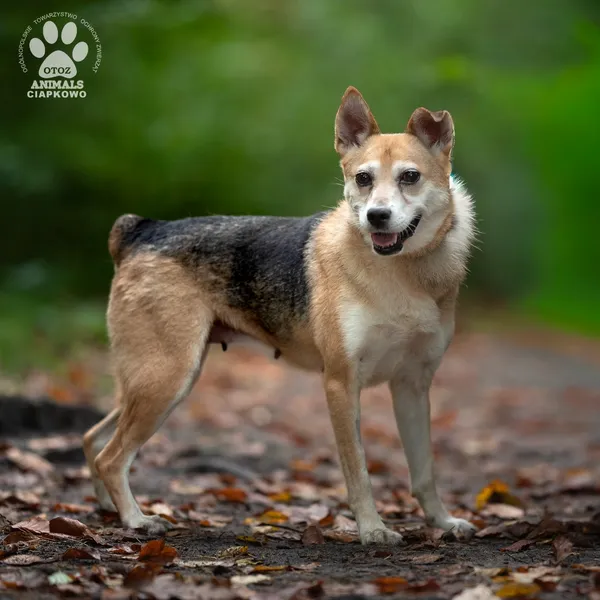 Pies do adopcji, Gdynia, 29 października 2025 (4/4)