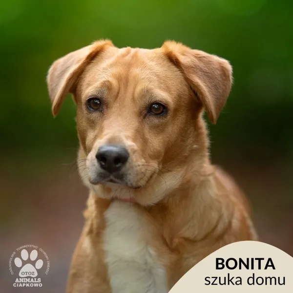 Pies do adopcji, Gdynia, 29 października 2025 (1/5)