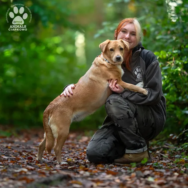 Pies do adopcji, Gdynia, 29 października 2025 (4/5)