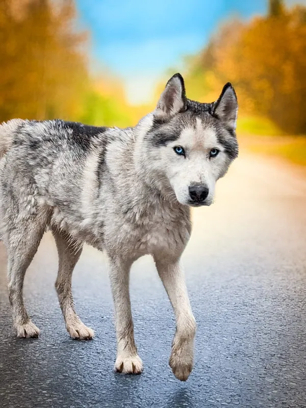 Pies do adopcji, Nowodwór, 29 października 2025 (1/5)