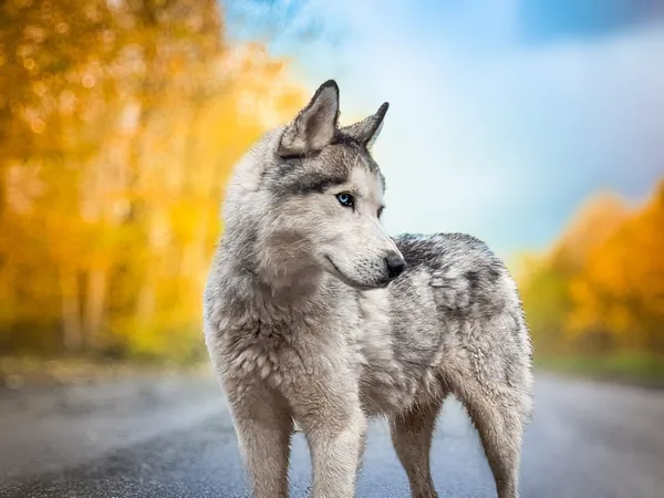 Pies do adopcji, Nowodwór, 29 października 2025 (4/5)