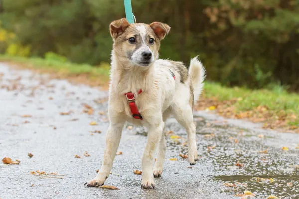 Pies do adopcji, Nowodwór, 28 października 2025 (1/5)