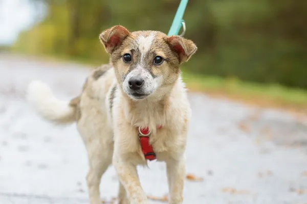 Pies do adopcji, Nowodwór, 28 października 2025 (2/5)