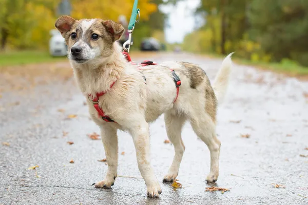 Pies do adopcji, Nowodwór, 28 października 2025 (3/5)