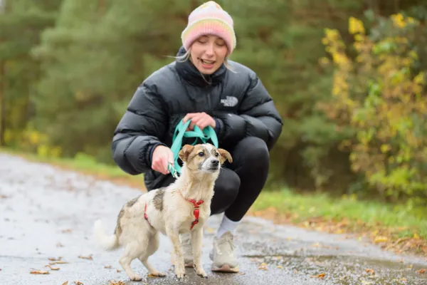 Pies do adopcji, Nowodwór, 28 października 2025 (4/5)