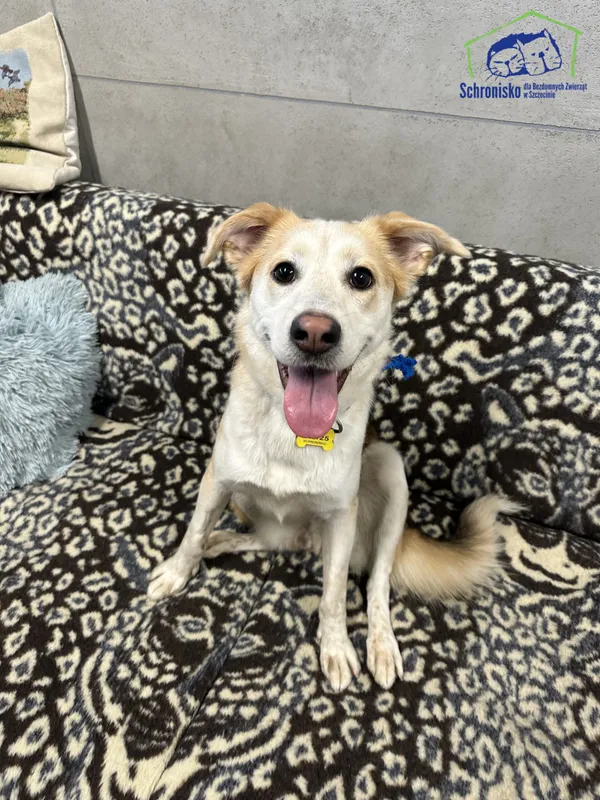 Znaleziono psa, Szczecin, 28 października 2025 (1/4)