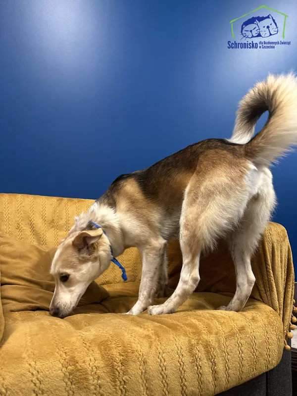 Znaleziono psa, Szczecin, 28 października 2025 (4/4)