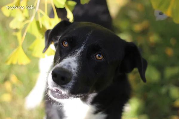 Pies do adopcji, Bydgoszcz, 2 grudnia 2025 (1/5)