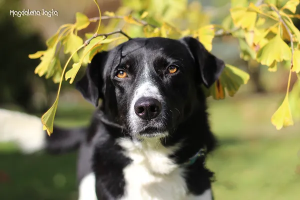 Pies do adopcji, Bydgoszcz, 2 grudnia 2025 (2/5)