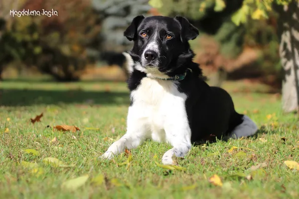 Pies do adopcji, Bydgoszcz, 2 grudnia 2025 (3/5)