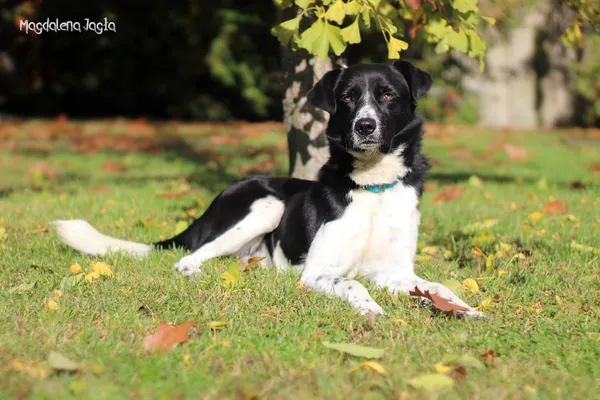 Pies do adopcji, Bydgoszcz, 2 grudnia 2025 (4/5)