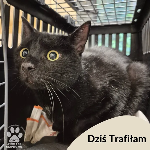 Znaleziono kota, Gdynia, 28 października 2025