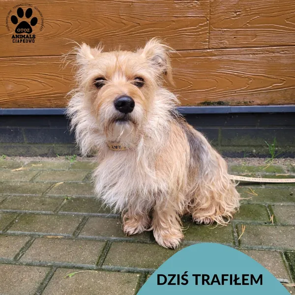 Znaleziono psa, Gdynia, 28 października 2025