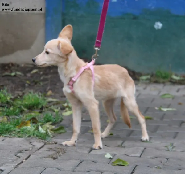 Pies do adopcji, Nowy Dwór Mazowiecki, 29 października 2025 (1/5)