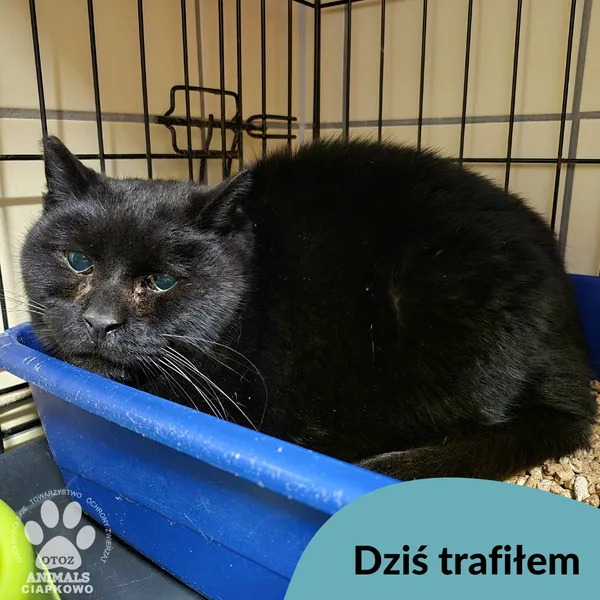 Znaleziono kota, Gdynia, 27 października 2025