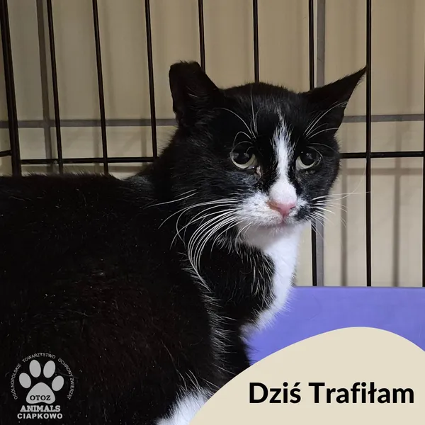 Znaleziono kota, Gdynia, 26 października 2025