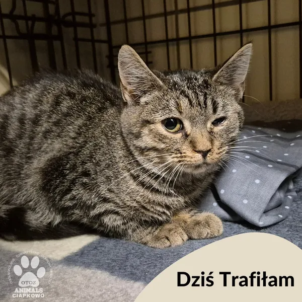 Znaleziono kota, Gdynia, 26 października 2025