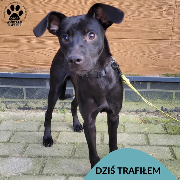 Znaleziono psa, Gdynia, 26 października 2025