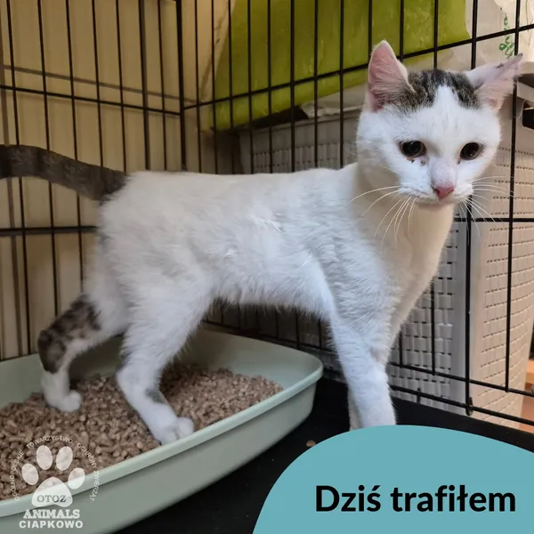 Znaleziono kota, Gdynia, 25 października 2025